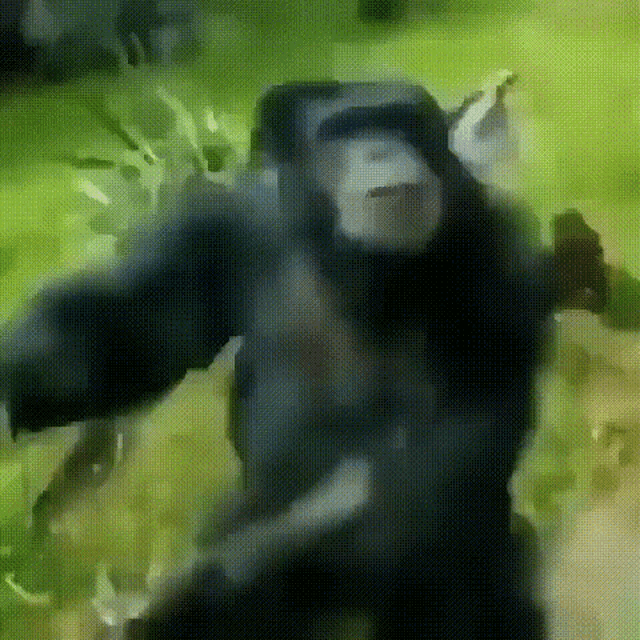Monkey Monkey Dancing Gif GIF