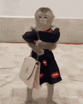 Monkey Monkey Dress Gif GIF