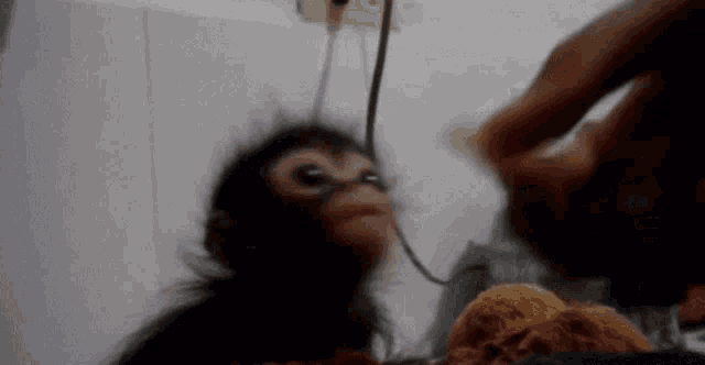 Monkey Monkey Eating Gif GIF