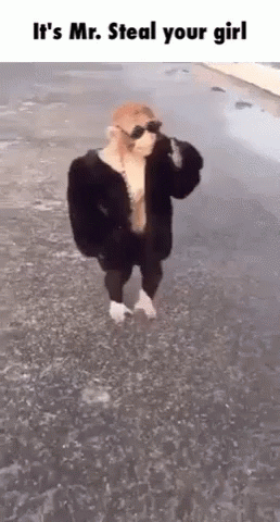 Monkey Mr. Steal Yo Girl GIF