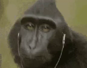 Monkey On Headset GIF