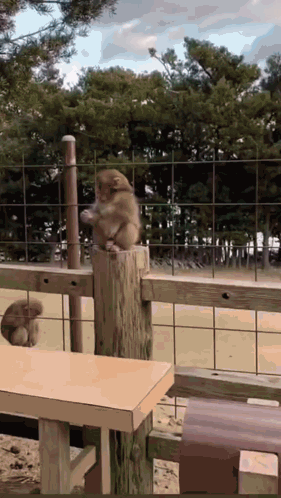 Monkey on Wooden Fence Post