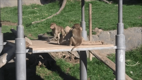 Monkey Playing Funny Animal GIF