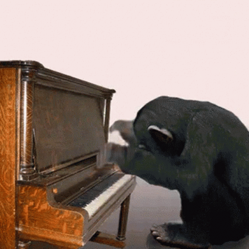 Monkey Playing Piano GIF