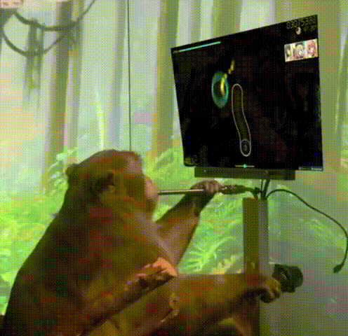 Monkey Playing Video Game at 00:35