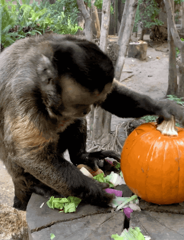 Monkey Playing with Pumpkin