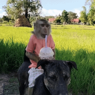 Monkey Riding Dog Drinking From Cup