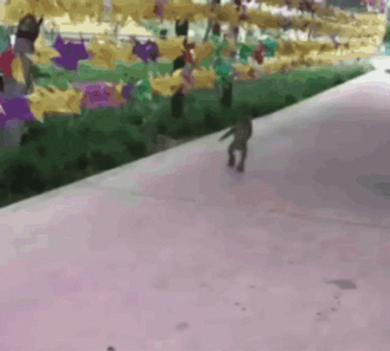 Monkey Roller Skating GIF