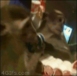 Monkey's Reaction With His Reflection GIF
