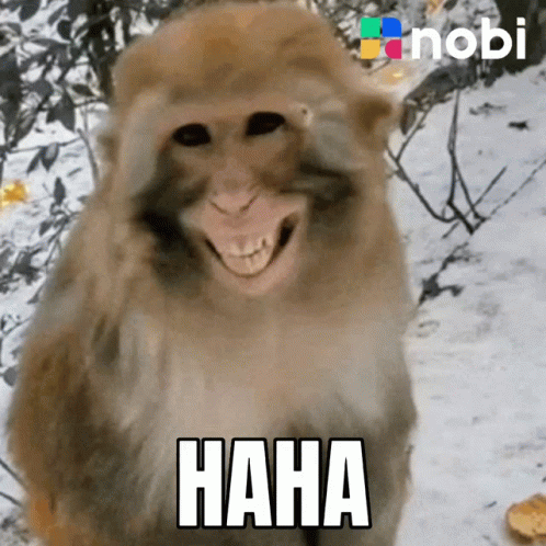 Monkey Saying Haha