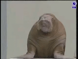 Monkey Saying Hmm Very Interesting