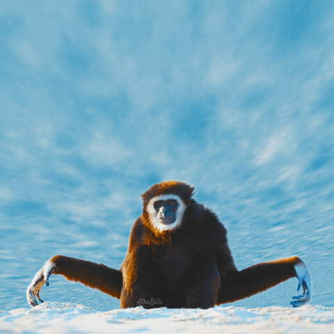 Monkey Saying Well in Blue