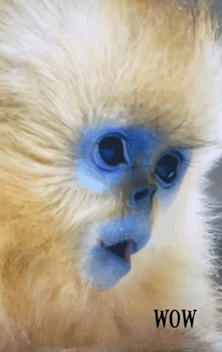 Monkey Saying Wow