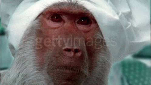 Monkey Saying Wow