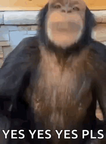 Monkey Saying Yes Yes Yes Pls GIF