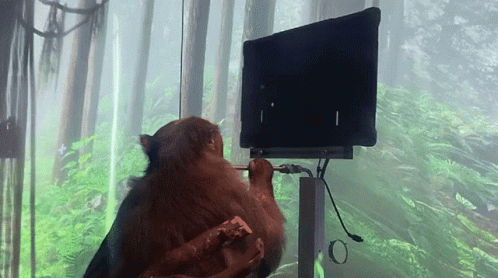 Monkey Sitting at Computer With Pencil in Mouth