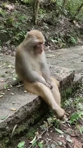 Monkey Sitting Cross-Legged on Rock