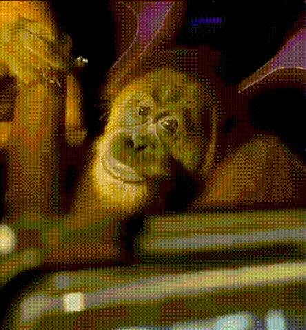 Monkey Sitting in Dark Room