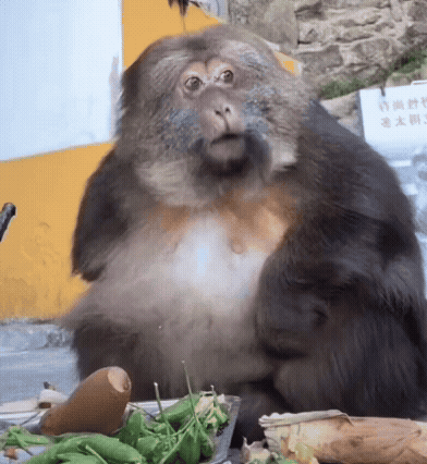 Monkey Sitting in Front of Sign Saying Chinese
