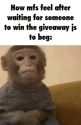 Monkey Sitting on Couch Waiting for Giveaway