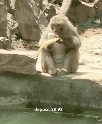 Monkey Sitting on Rock Eating Banana 29.95 Dollar Deposit