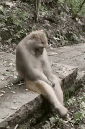 Monkey Sitting on Rock in Woods