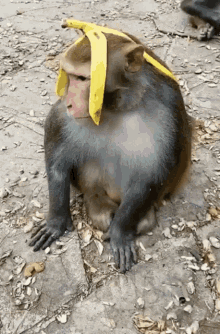Monkey Sitting With Banana on Head
