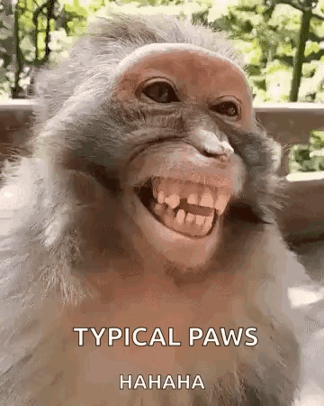Monkey Smiling Typical Paws Hahaha