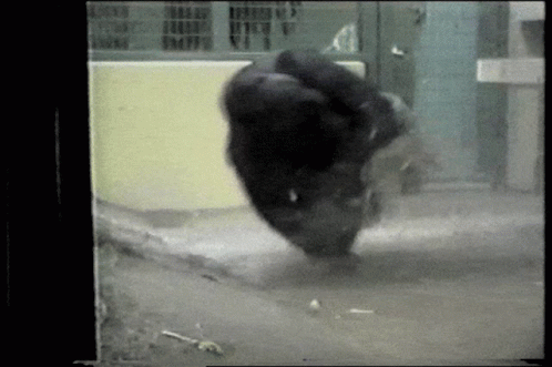 Monkey Spinning One Foot GIF
