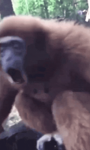 Monkey Spinning Orangutan Woooh GIF