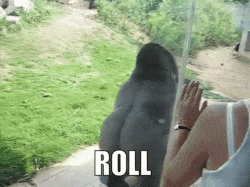Monkey Spinning Rolling Tricks GIF