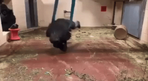 Monkey Spinning Swinging GIF