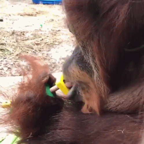 Monkey Spinning Using Mouth GIF