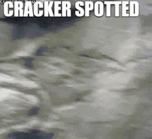 Monkey Spotted A Cracker GIF