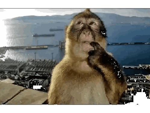 Monkey Standing by Water with City