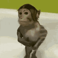 Monkey Standing in Bathtub