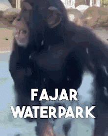 Monkey Standing in Pool at Fajar Waterpark