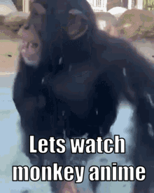 Monkey Standing In Water Lets Watch Monkey Anime GIF