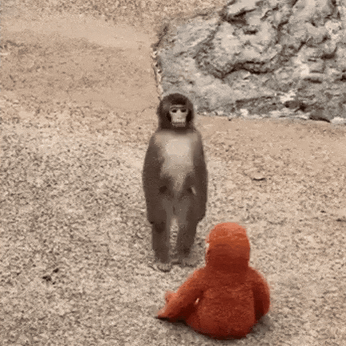 Monkey Standing Next to Stuffed Animal