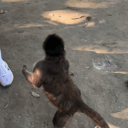 Monkey Standing on Hind Legs Beside Shoe