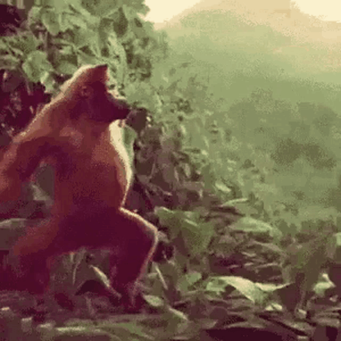 Monkey Standing On Rock In Forest GIF