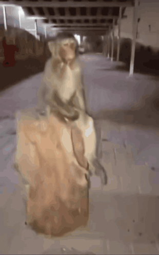 Monkey Standing on Rock in Parking Lot