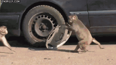 Monkey Stealing Car Wheel GIF