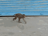 Monkey Stealing Rope GIF
