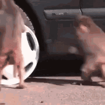 Monkey Stealing Tire GIF