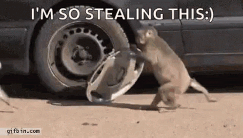 Monkey Stealing Tire From Car