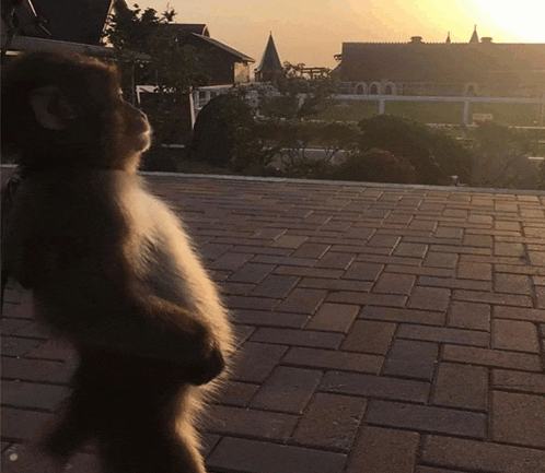 Monkey Sun Meme GIF