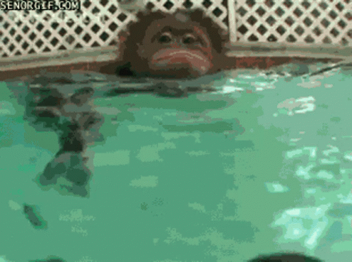 Monkey Swimming in Pool