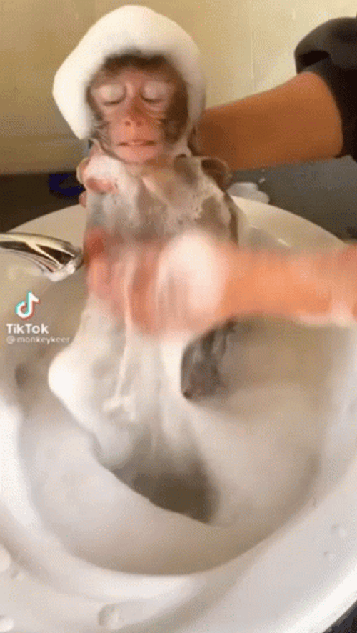 Monkey Taking A Bath GIF