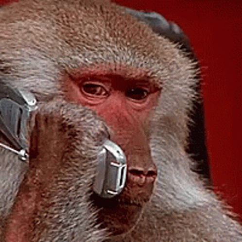 Monkey Talking On Phone GIF